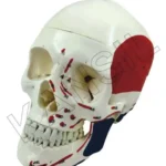 Skull Model Life size Painted-Numbered PVC
