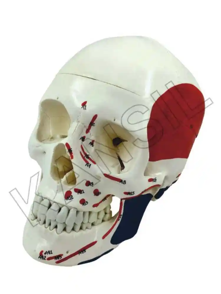 Skull Model Life size Painted-Numbered PVC