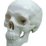 Miniature Skull Model PVC
