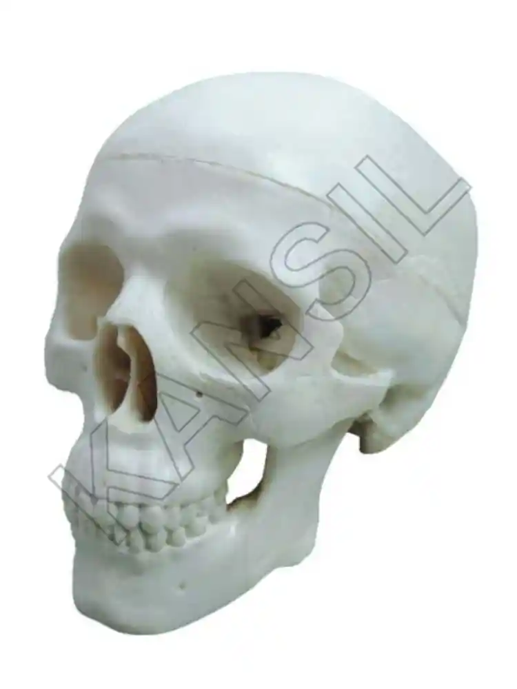 Miniature Skull Model PVC