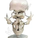 Skull Model Exploded 22 Parts