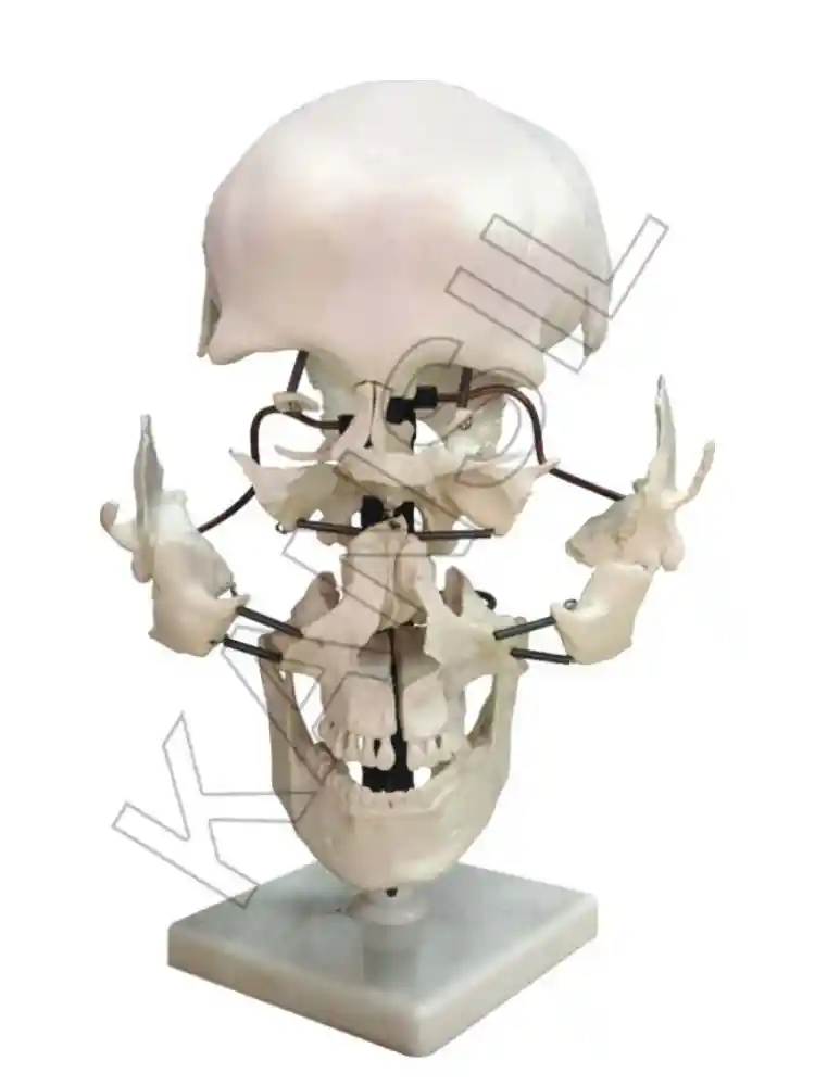 Skull Model Exploded 22 Parts