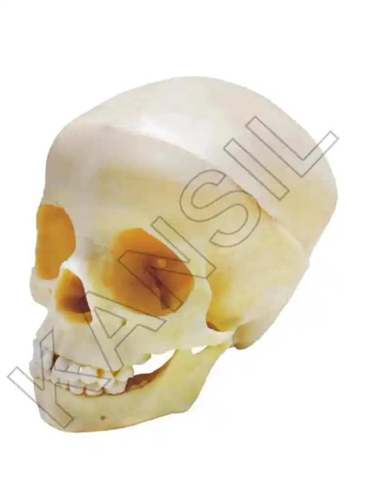 Skull 5 yr old Child PVC