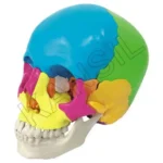 Didactic Human Skull 22 Parts