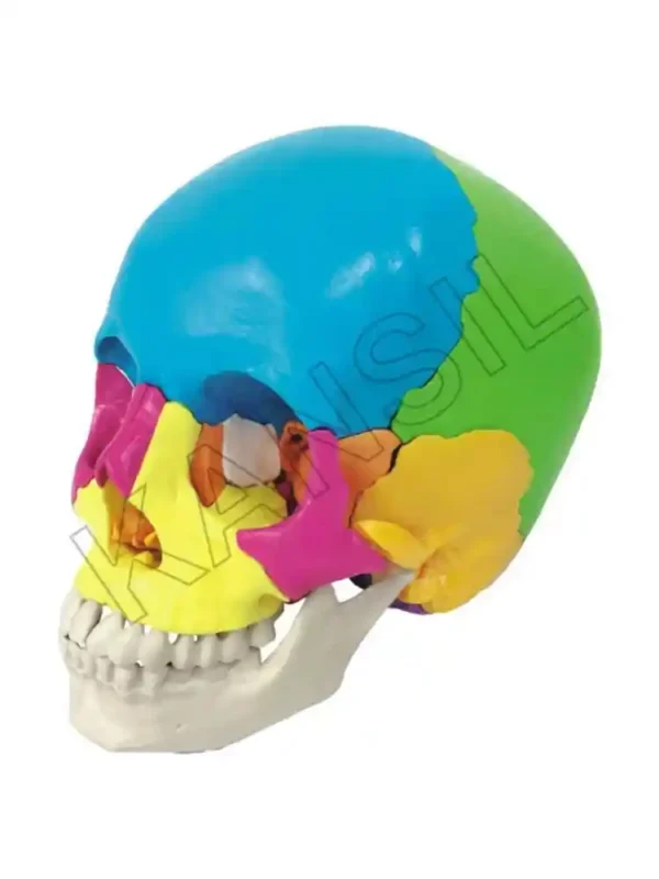 Didactic Human Skull 22 Parts