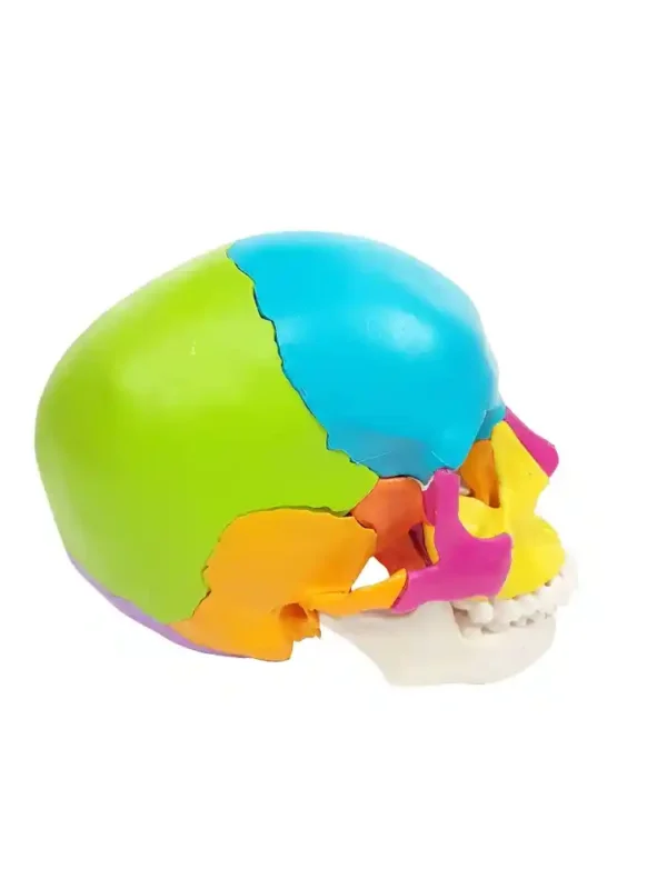 Didactic Human Skull 22 Parts - Image 3