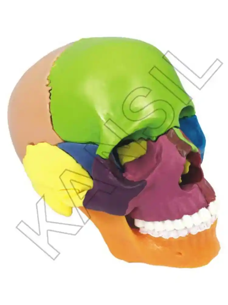 Didactic Miniature Skull 15 Parts