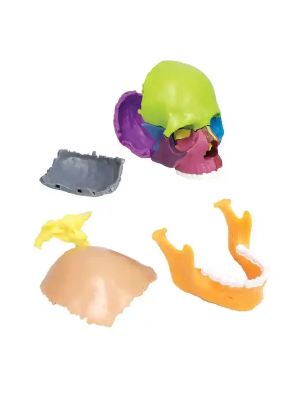 Didactic Miniature Skull 15 Parts - Image 2