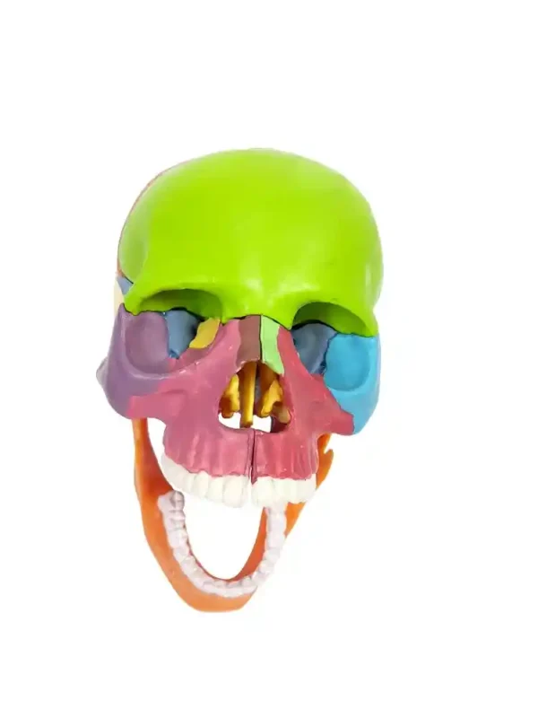 Didactic Miniature Skull 15 Parts - Image 3