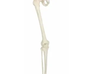 Leg Bones Model Life Size