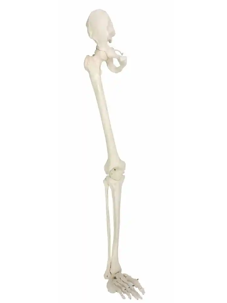 Leg Bones Model Life Size
