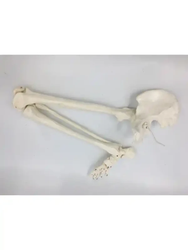 Leg Bones Model Life Size - Image 2