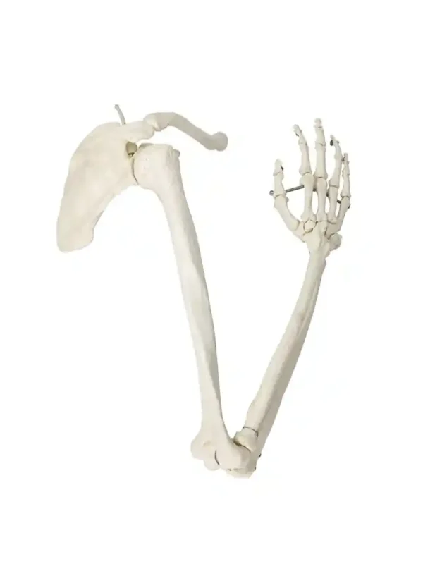 Arm Bones Model Life Size