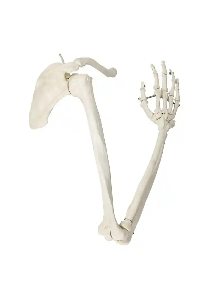 Arm Bones Model Life Size