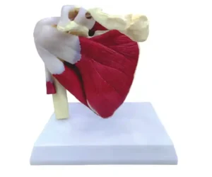 Muscular Shoulder Joint Model