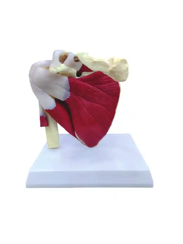 Muscular Shoulder Joint Model