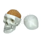 Human Skull Model with Brain Numbered