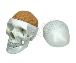 Human Skull Model with Brain Numbered