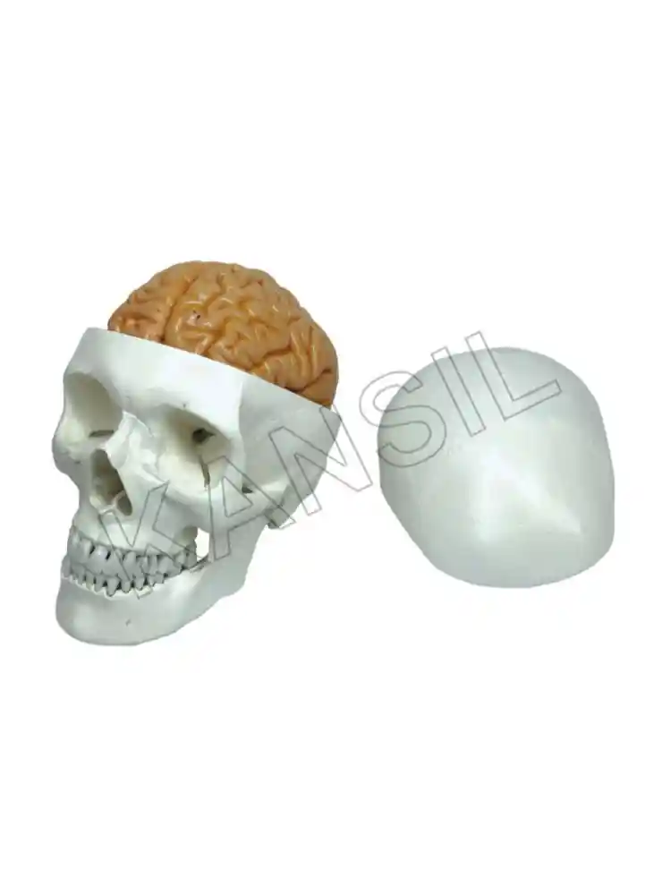 Human Skull Model with Brain Numbered
