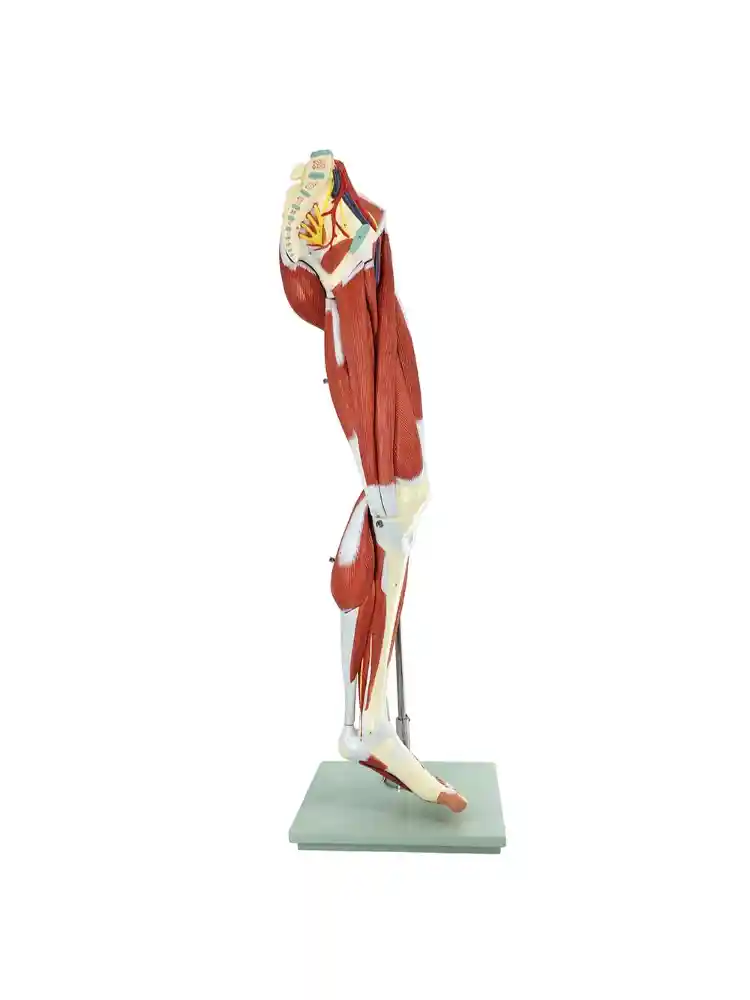 Muscular Leg Model 13 parts