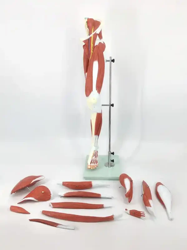 Muscular Leg Model 13 parts - Image 2