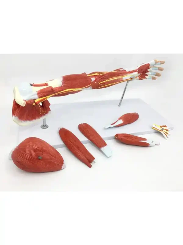 Muscular Arm Model 7 parts - Image 2