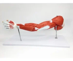 Muscular Arm Model 7 parts