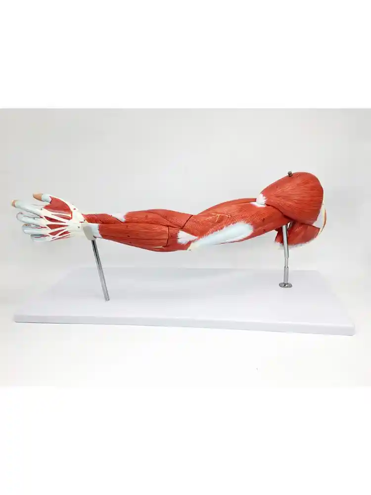 Muscular Arm Model 7 parts