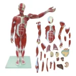 Muscular Human Body 78 cm, 27 parts