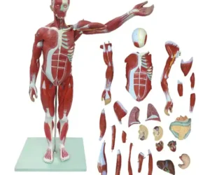 Muscular Human Body 78 cm, 27 parts