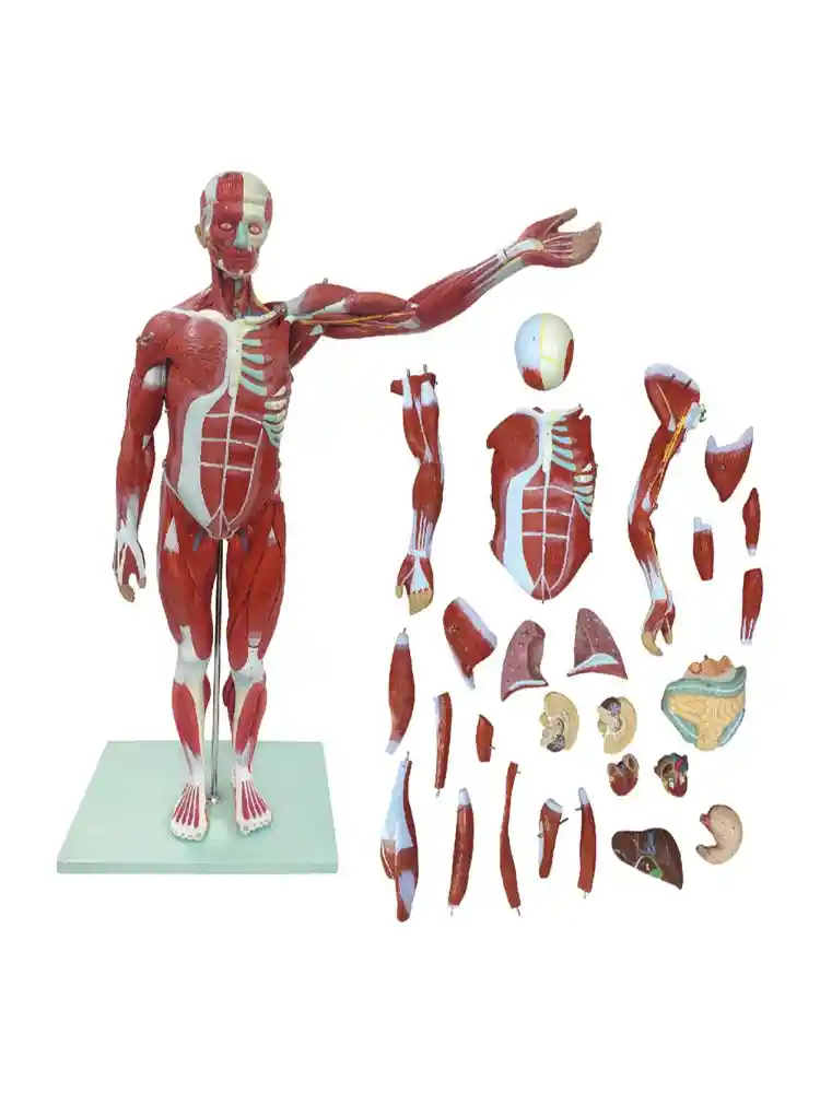 Muscular Human Body 78 cm, 27 parts