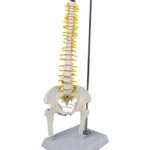 Spinal Column Model Half Size