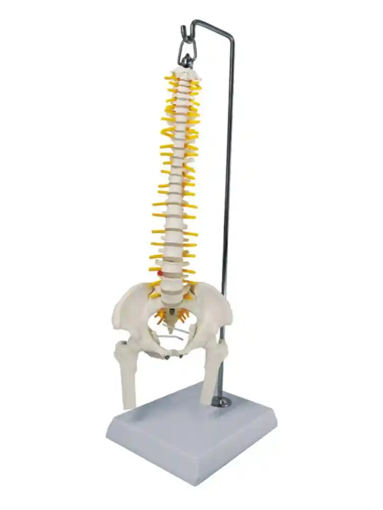 Spinal Column Model Half Size