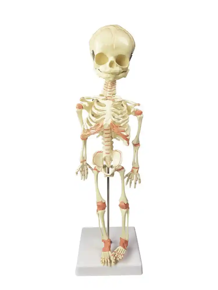 Fetus Skeleton