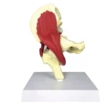 Muscular Hip Joint Model