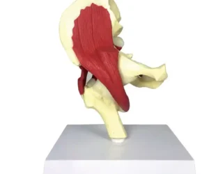 Muscular Hip Joint Model