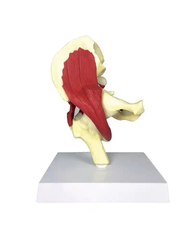 Muscular Hip Joint Model