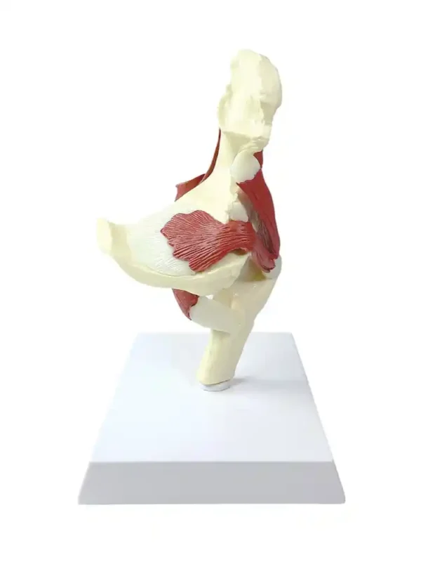 Muscular Hip Joint Model - Image 2