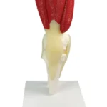 Knee Joint Model Deluxe with Muscles & Ligaments