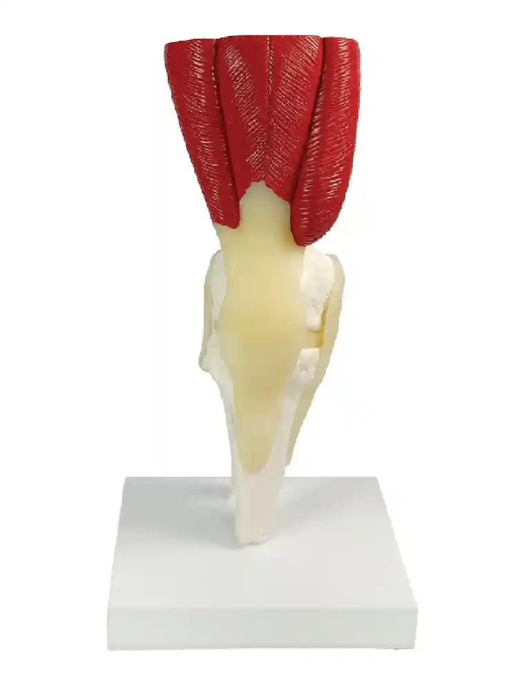 Knee Joint Model Deluxe with Muscles & Ligaments
