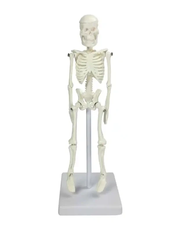 Tiny Skeleton, 21cm