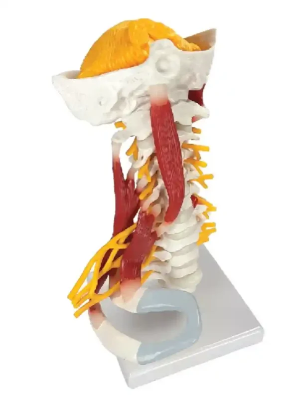 Cervical Spine & Occipital Bone, Nerves and Muscles