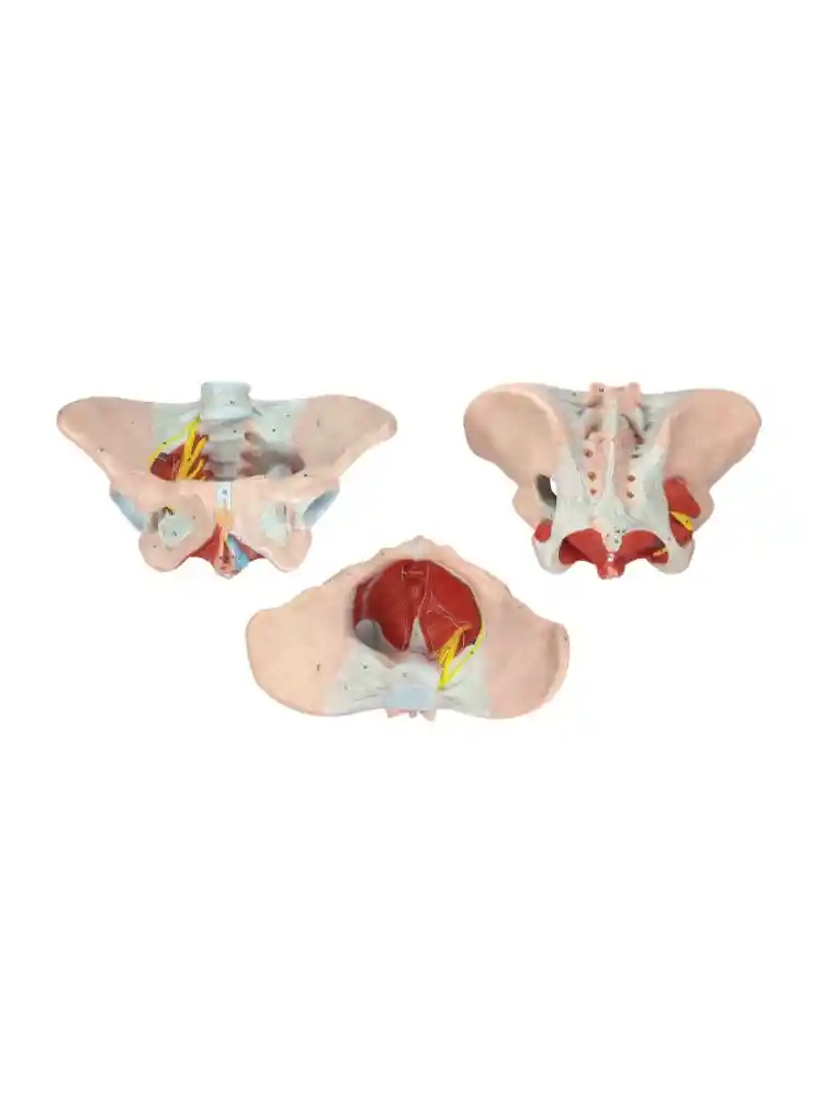 Female Pelvis Model, Deluxe