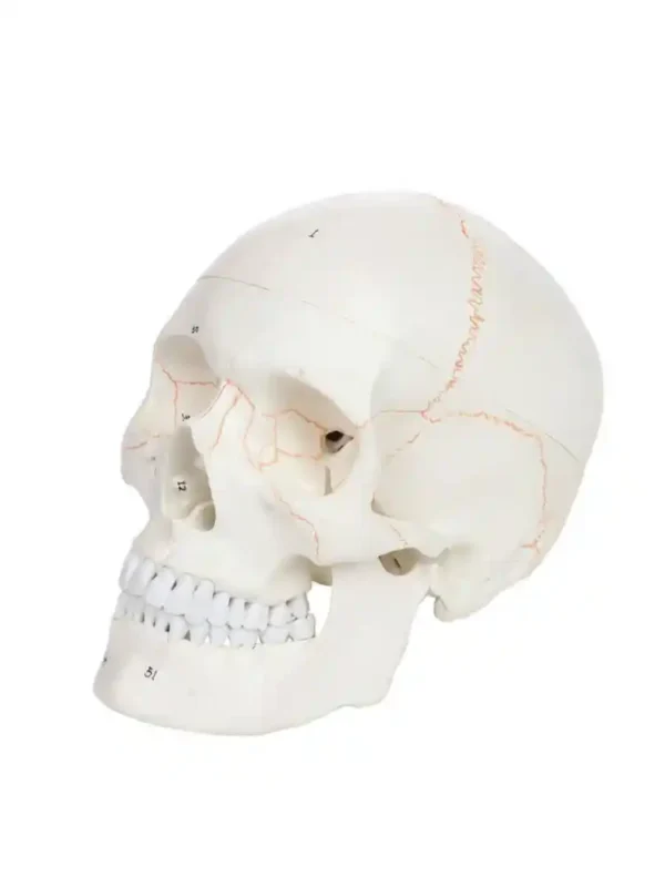 Skull with Well Marked Sutures