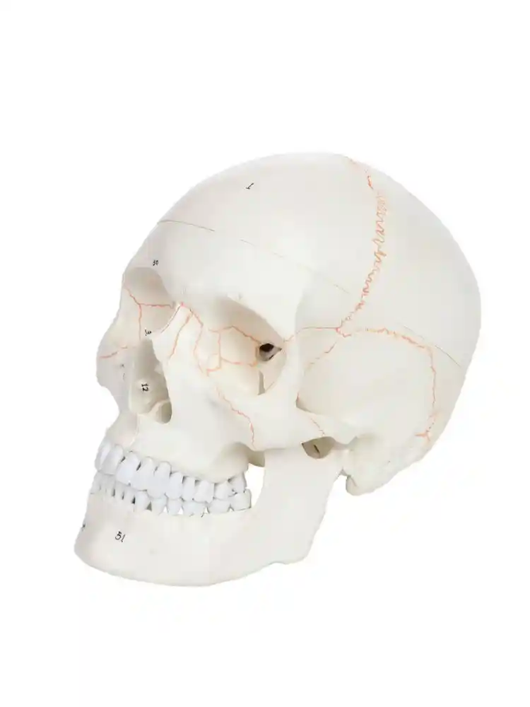Skull with Well Marked Sutures