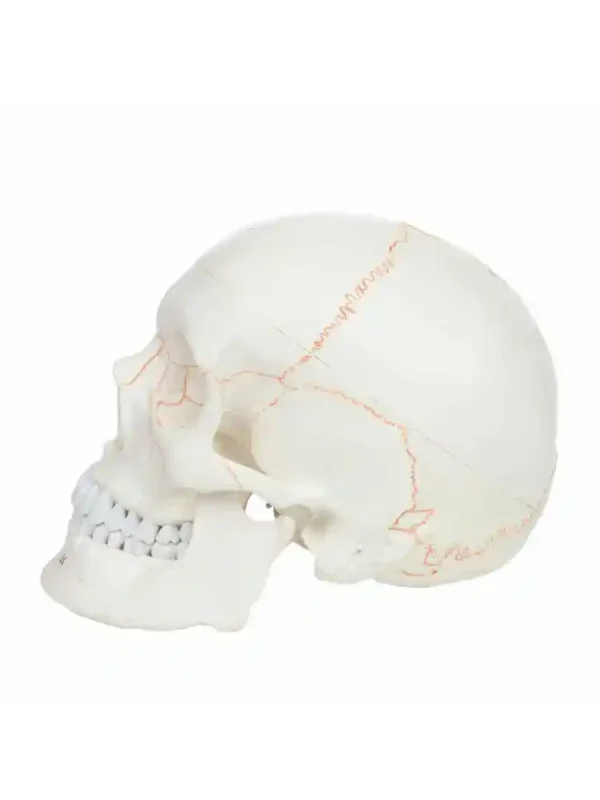 Skull with Well Marked Sutures - Image 4