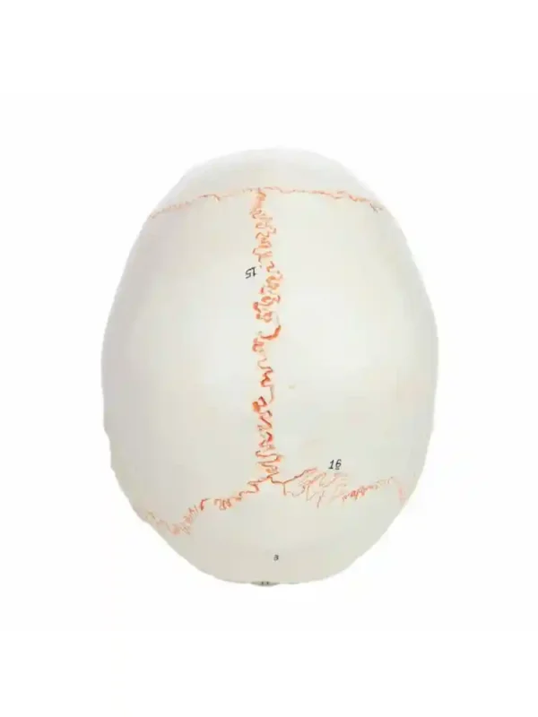 Skull with Well Marked Sutures - Image 5