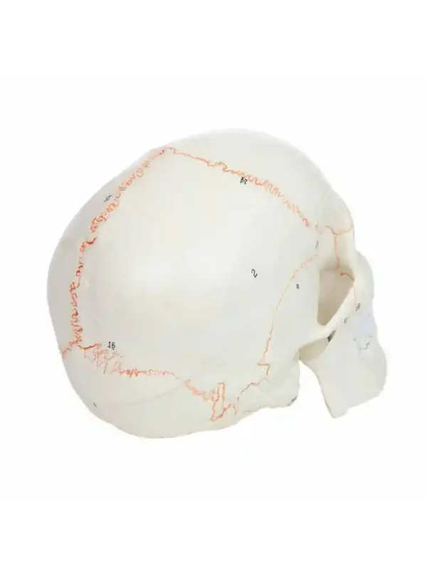 Skull with Well Marked Sutures - Image 6