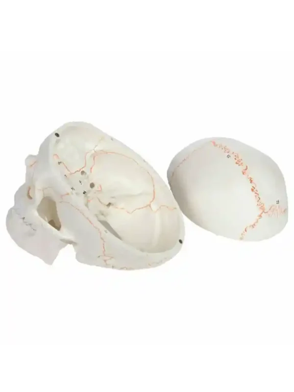 Skull with Well Marked Sutures - Image 2