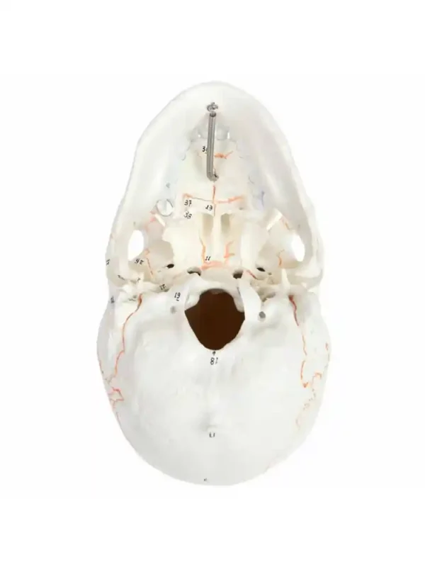 Skull with Well Marked Sutures - Image 3